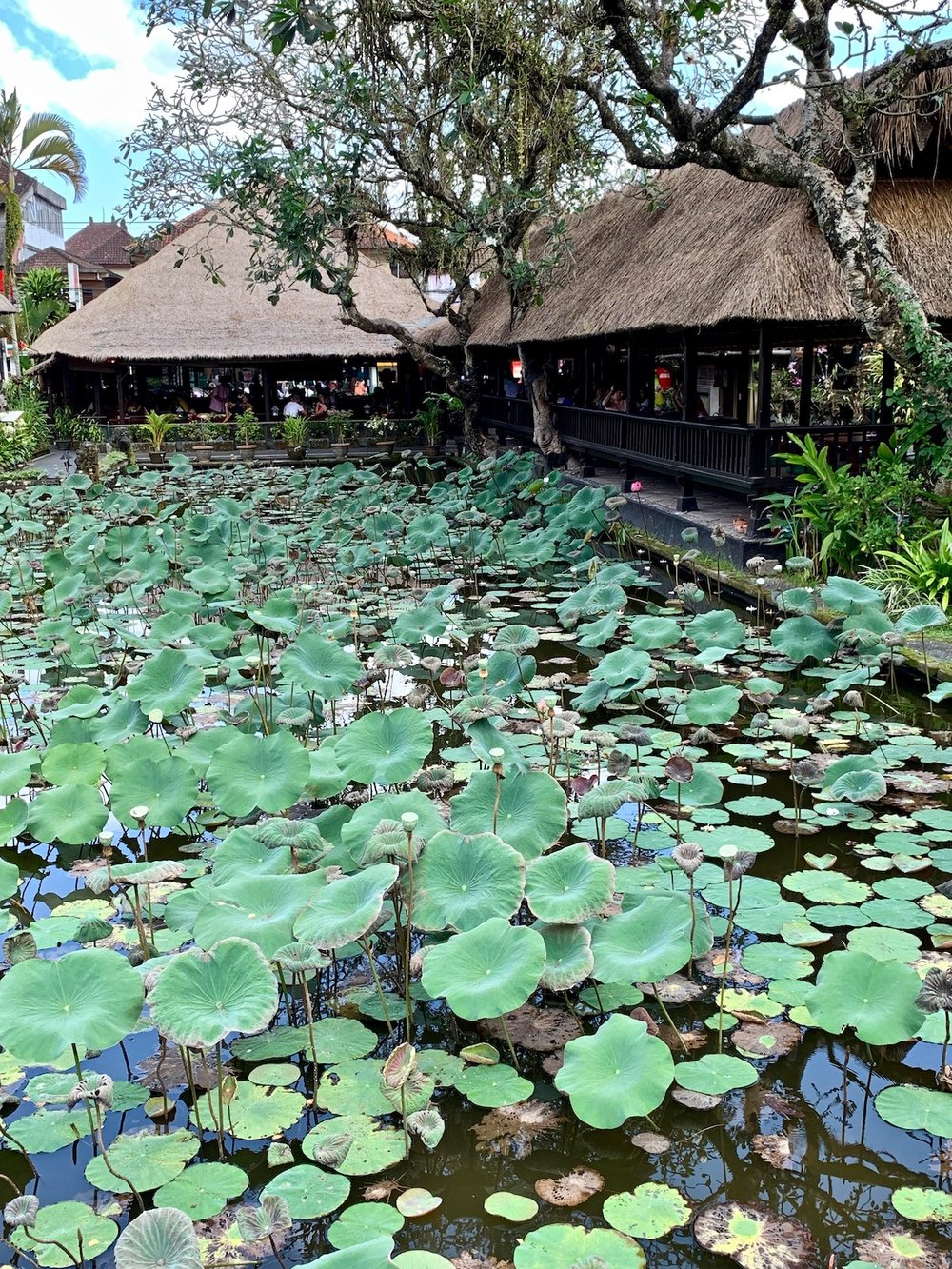 Lotus Pond Ubud.jpeg