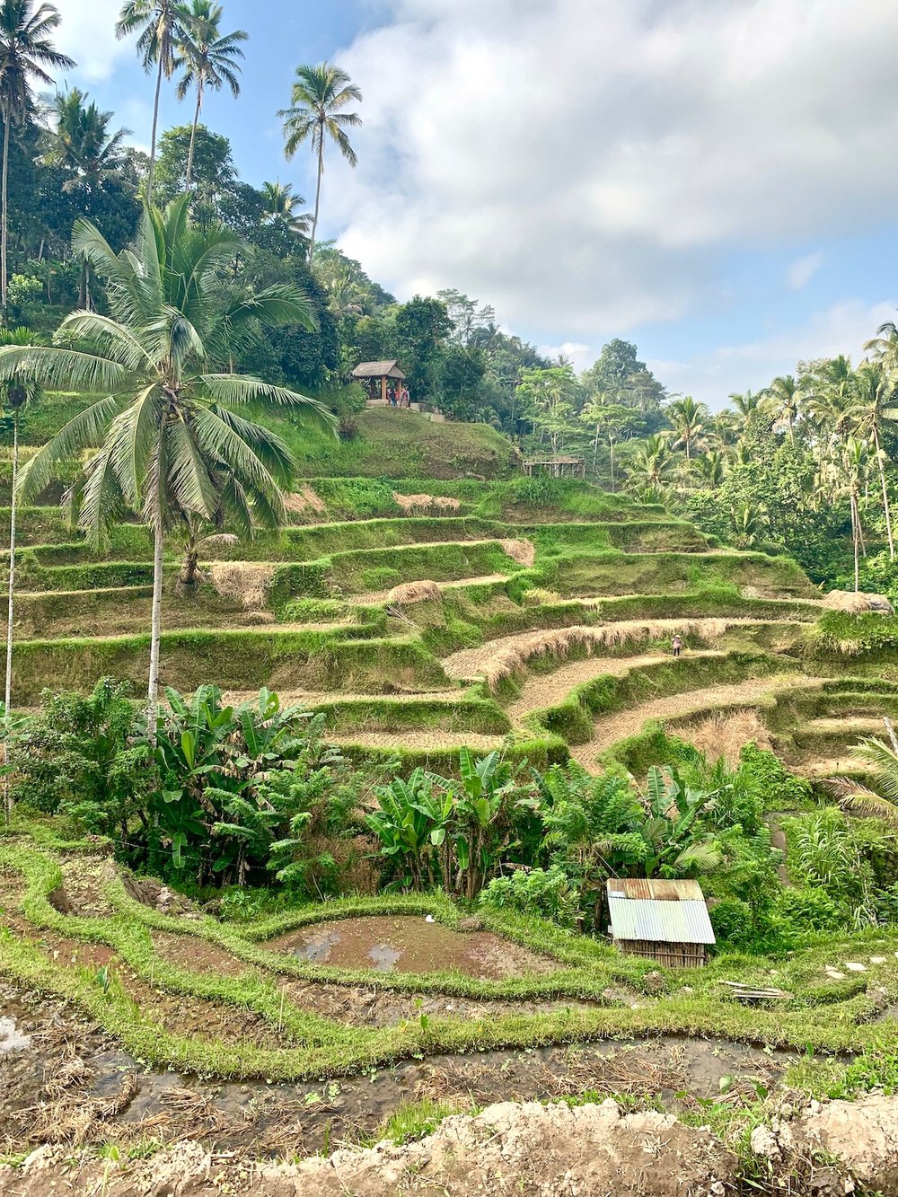 Tegalalange rice terraces Bali.jpeg