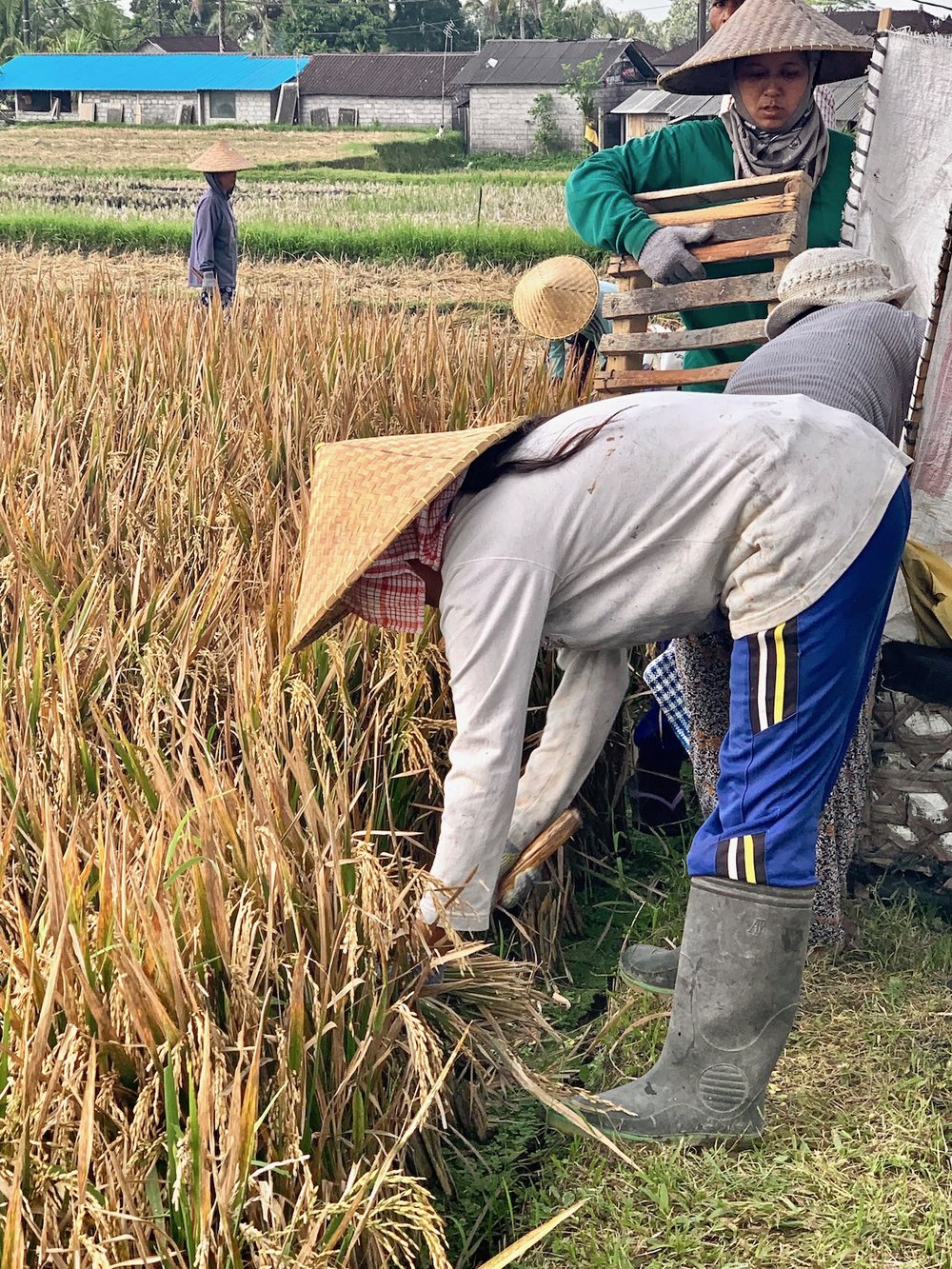Rice picking.jpeg