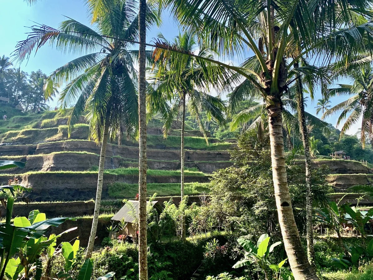The Best Sights and Things to Do In Ubud Bali
