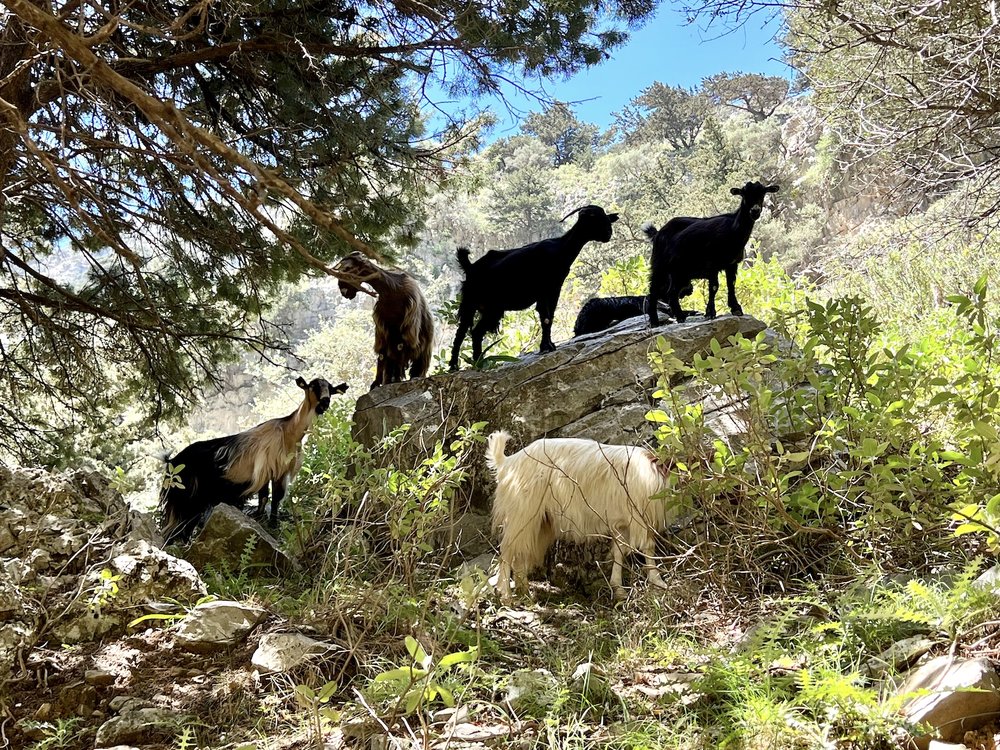 Imbros goats.jpg