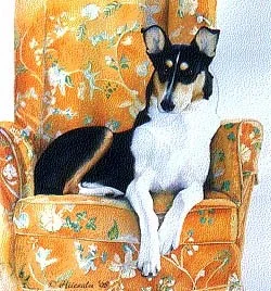 "English Collie Sitting On Couch" 22 x 28"