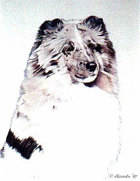 Sheltie 15 x 20"