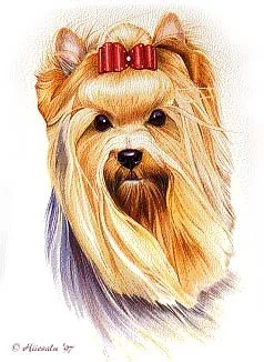 Yorkie 15 x 20"