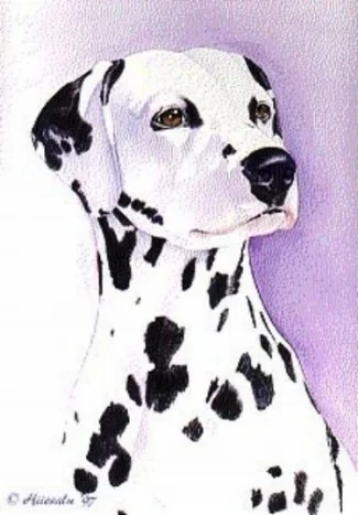 Dalmatian 15 x 20"