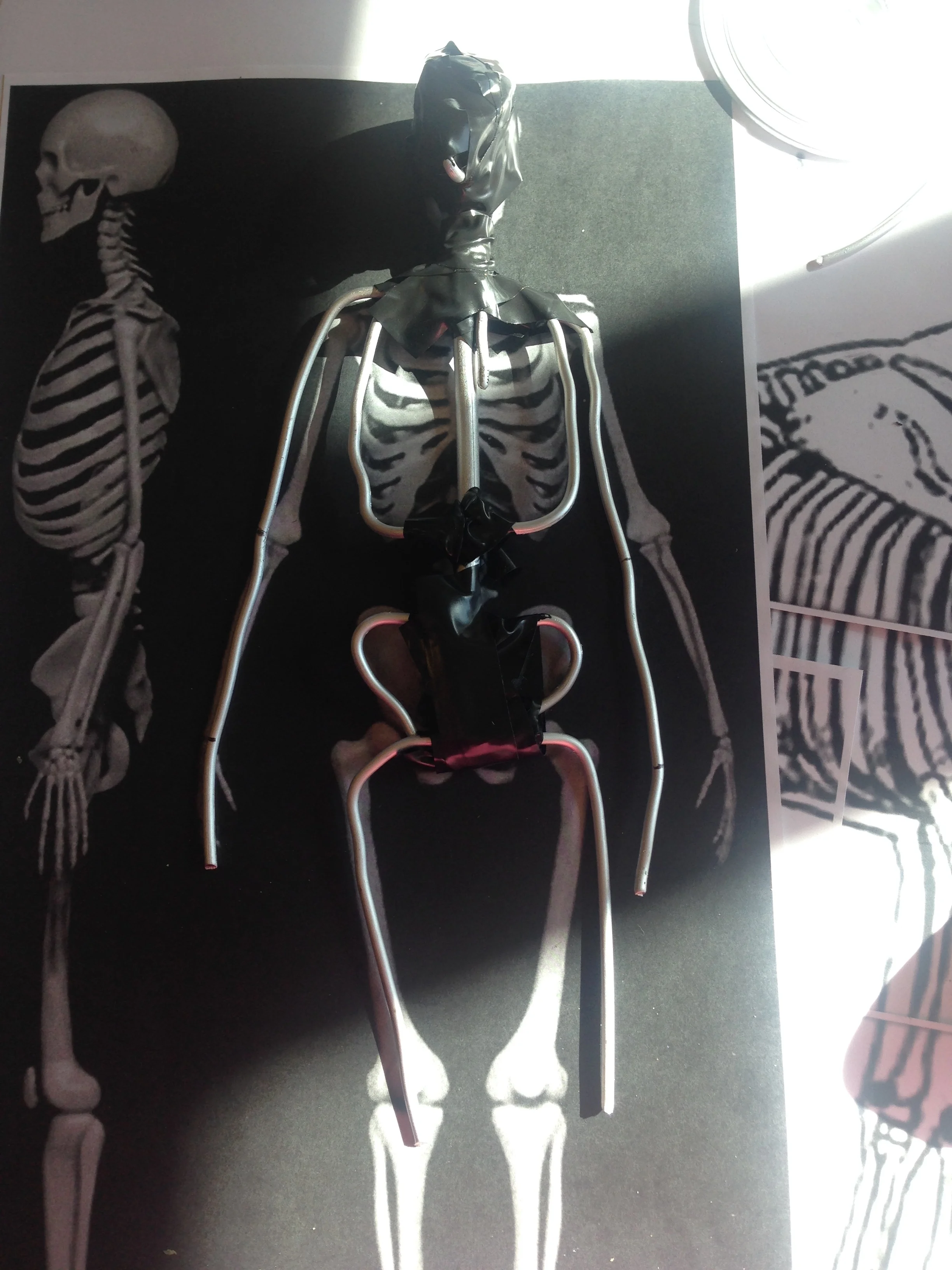 Wendell ~ his size appropriate to the horse skeleton.