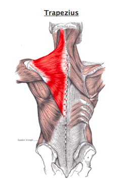  Tightness in this muscle is also a common cause for tension headaches