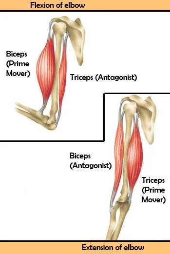 Image sourced from http://www.mananatomy.com