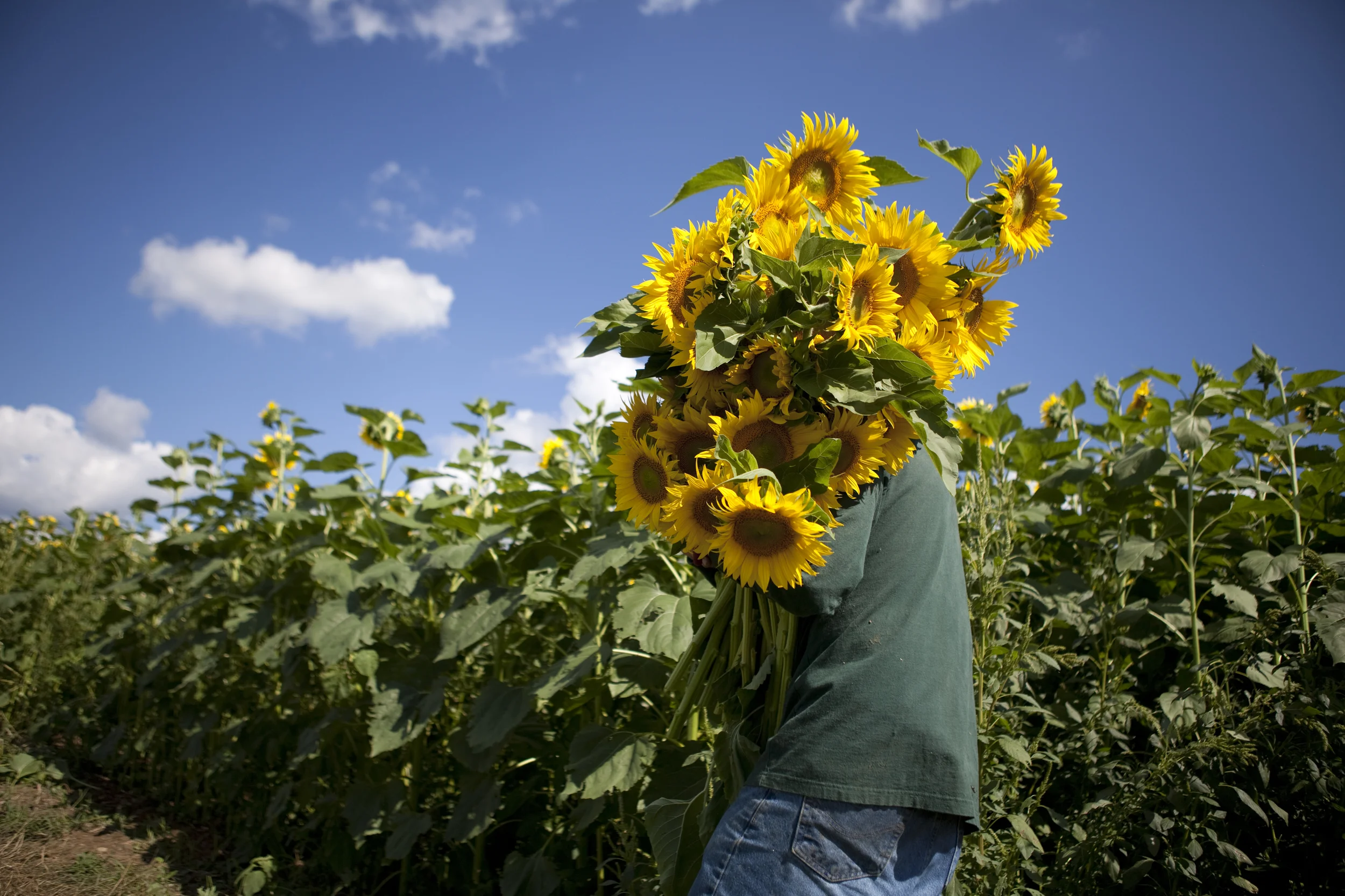 Sunflower farming for Make-A-Wish Foundation fundraiser- Buttonwood Farm- Griswold, CT