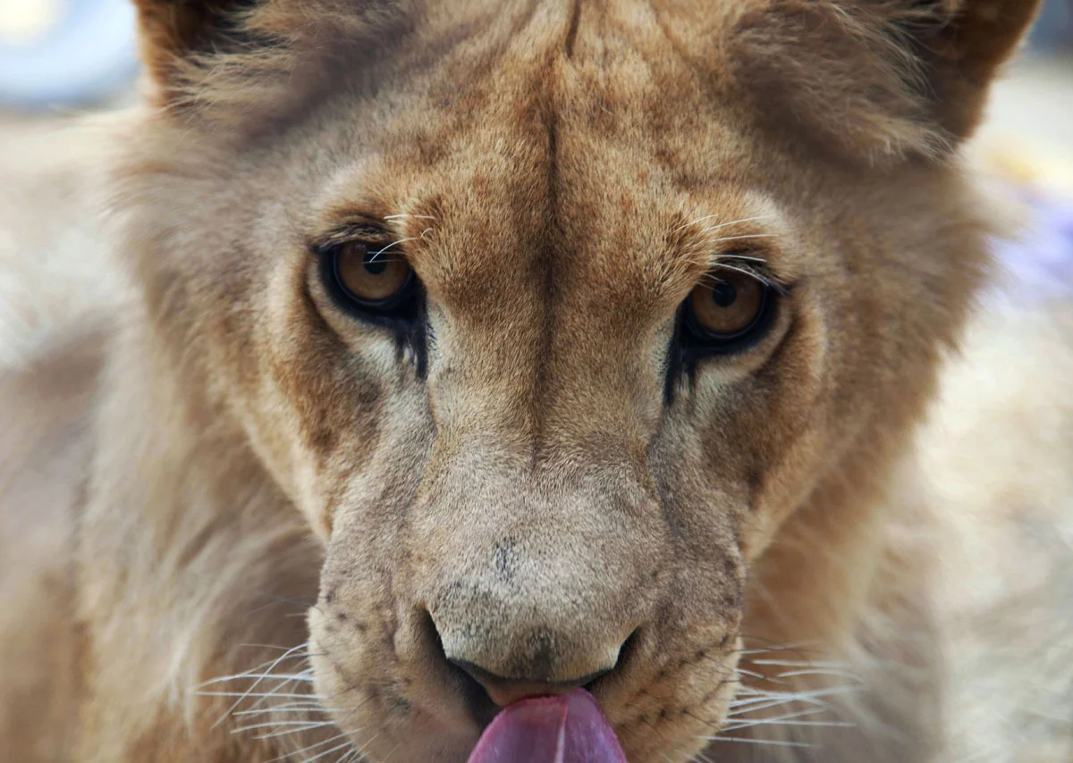 Rainy, a recused, friendly lion, Lancaster Ohio.