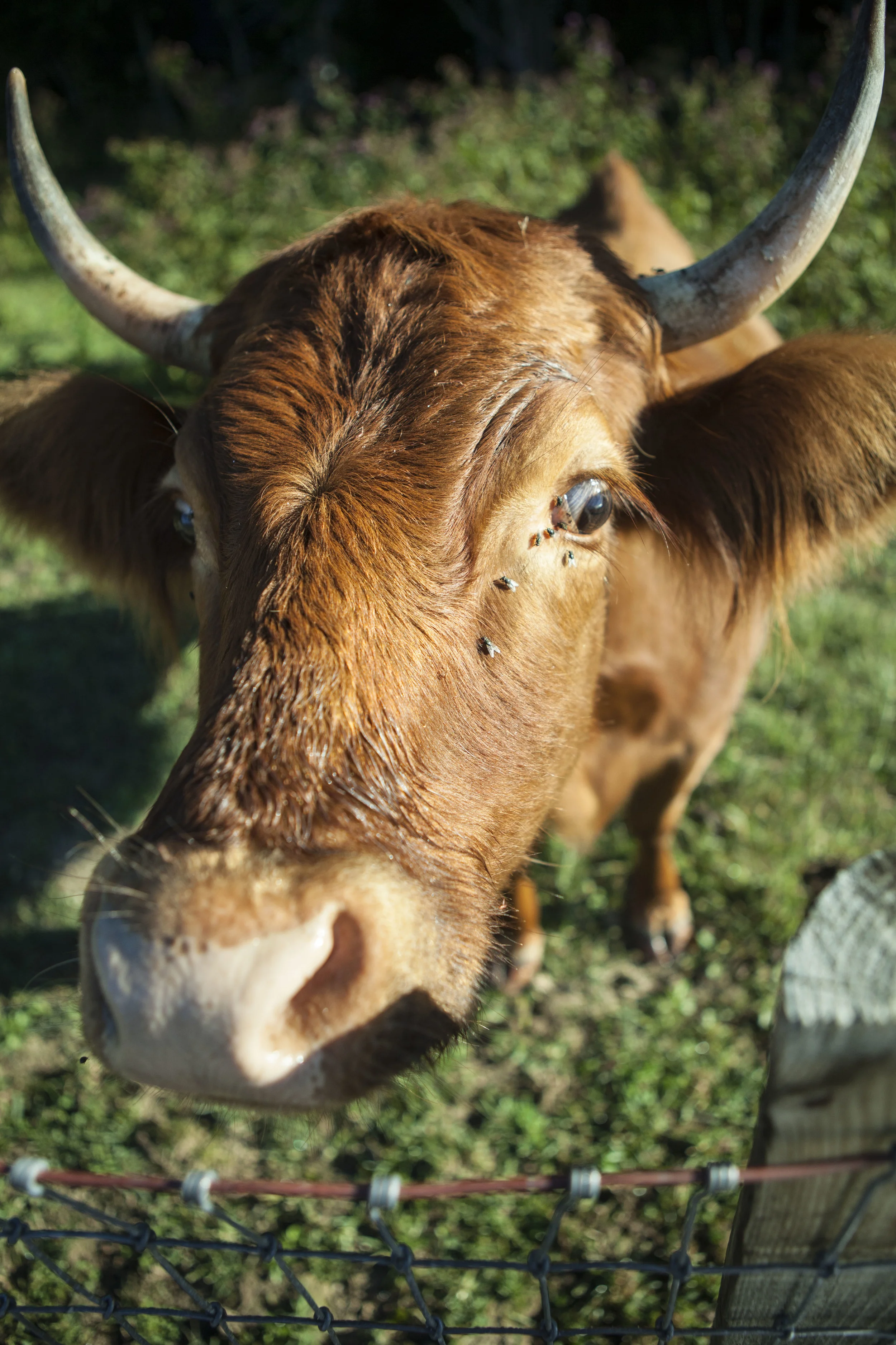 Barrel Ridge Cow