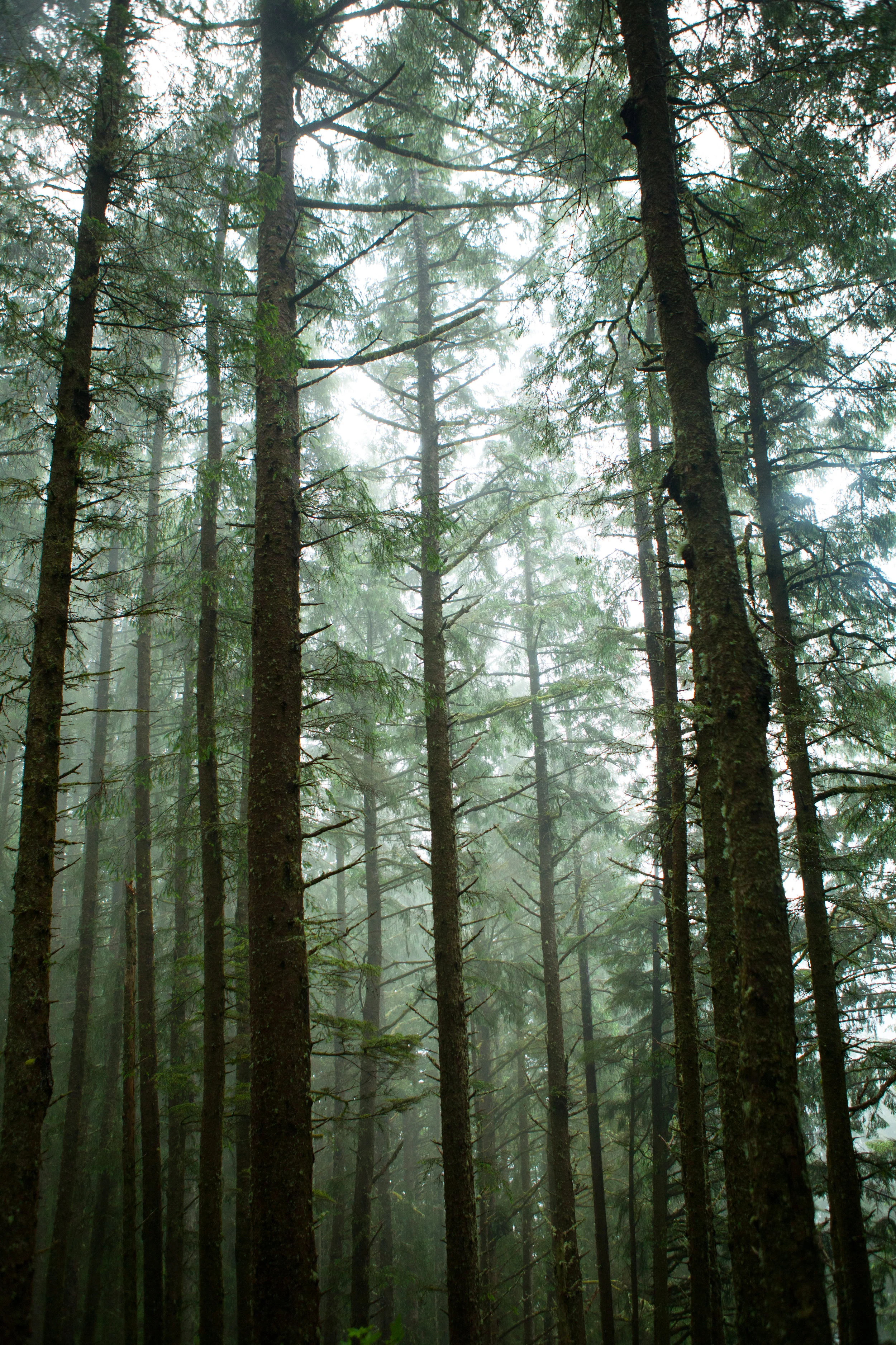 *trees-1.jpg