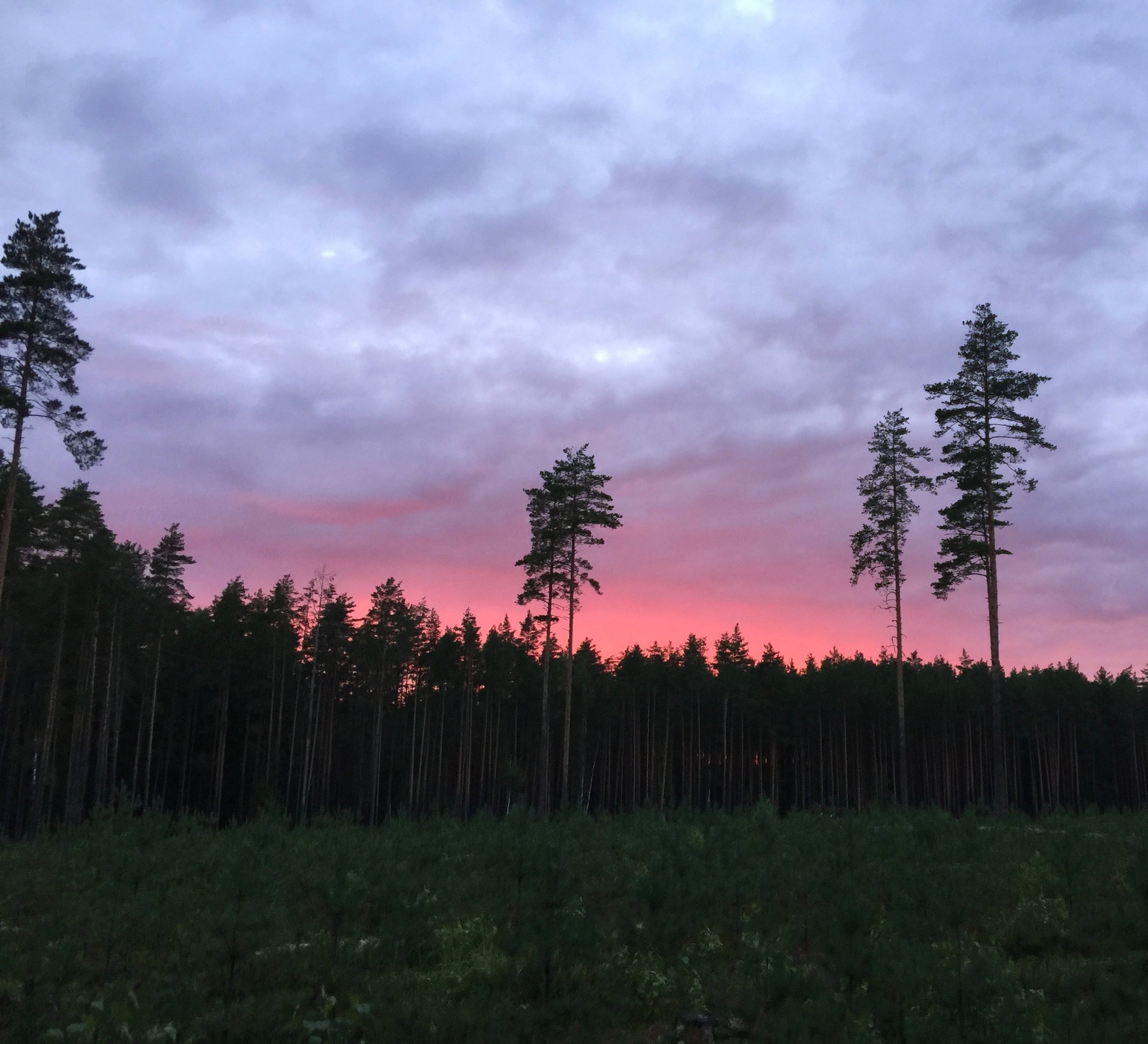 A view from the "forest studio" in the deep forest of Põlvamaa in South Estonia.