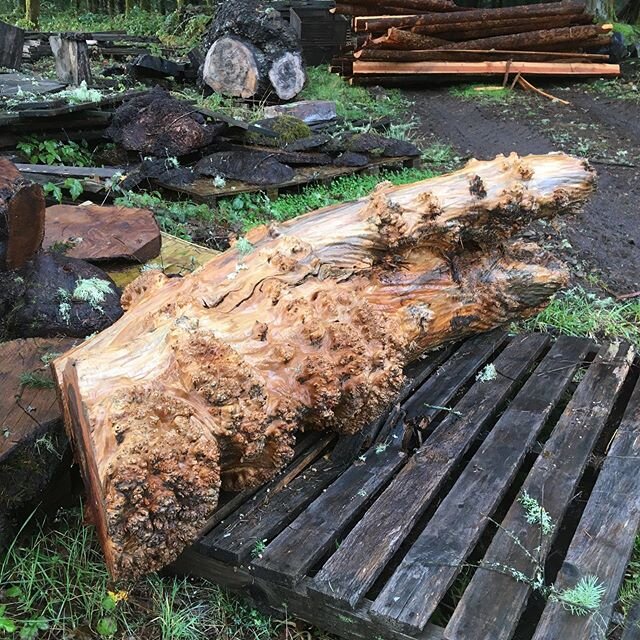 Made a visit to Frank Pender&rsquo;s mill operation outside of Dallas, OR this weekend. He has quite the collection of lumber and burls. This is just a sample. #keepcraftalive #americancraftsmanworkshop #woodburl #burl #woodworking