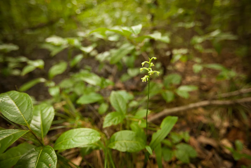 Green Wood Orchid in Reedy River floodplain marsh outside Berea Middle School. Photo © Mac Stone