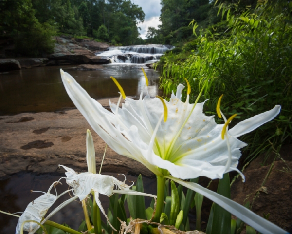 Spider lily planted by tommy wyche in falls park, greenville. Photo © Mac Stone