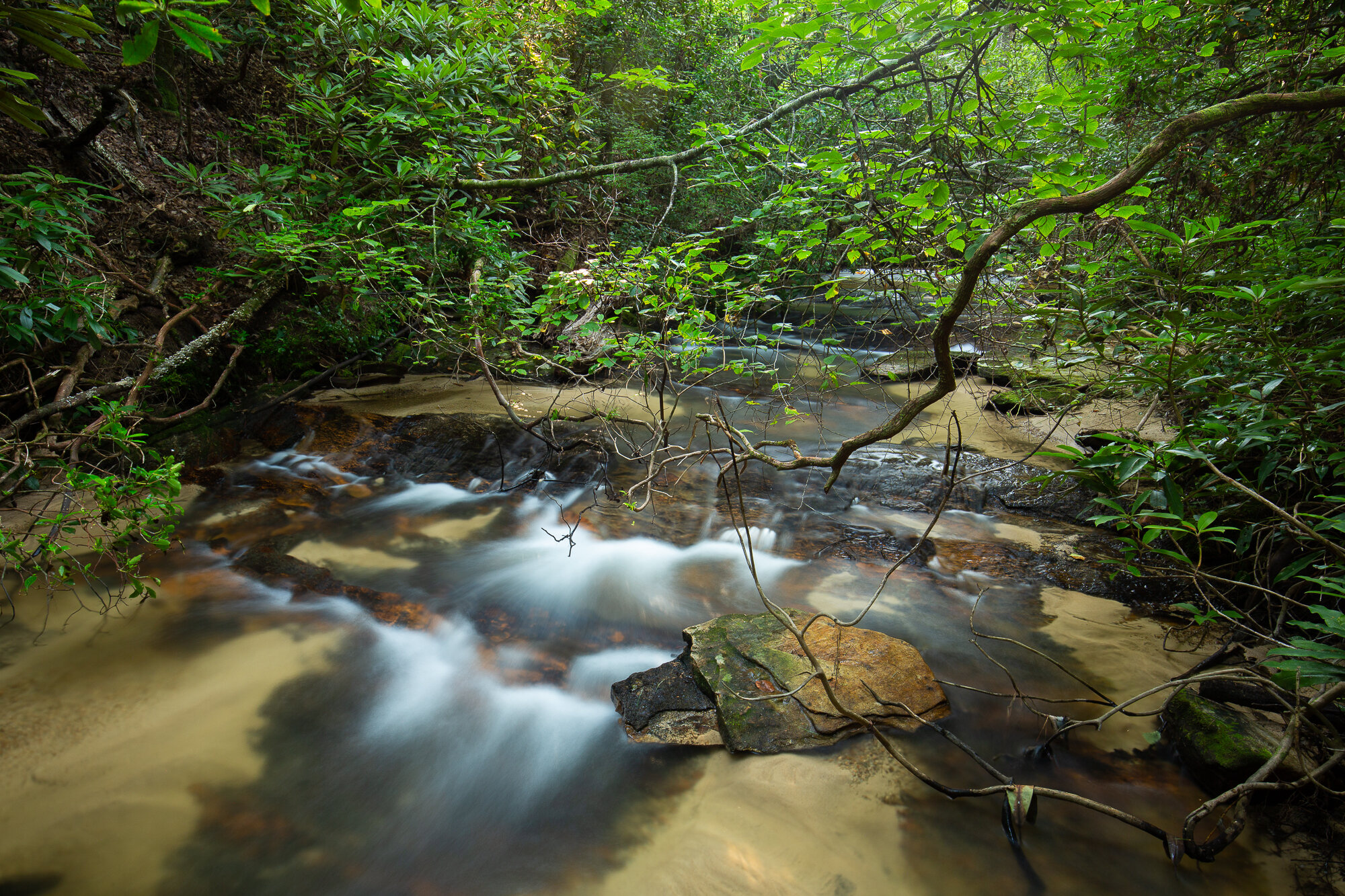 MCKINNEY CREEK OCONEE BELL PRESERVE - 2019