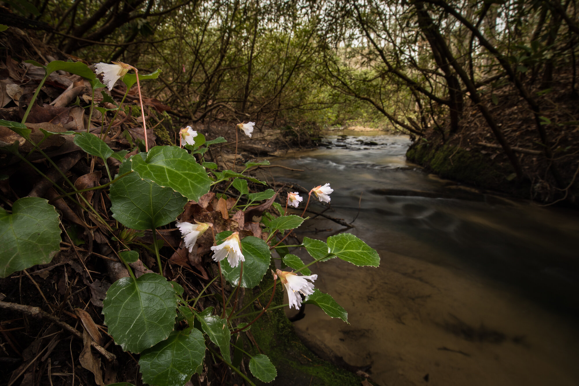 BOONES CREEK PRESERVE - 2019