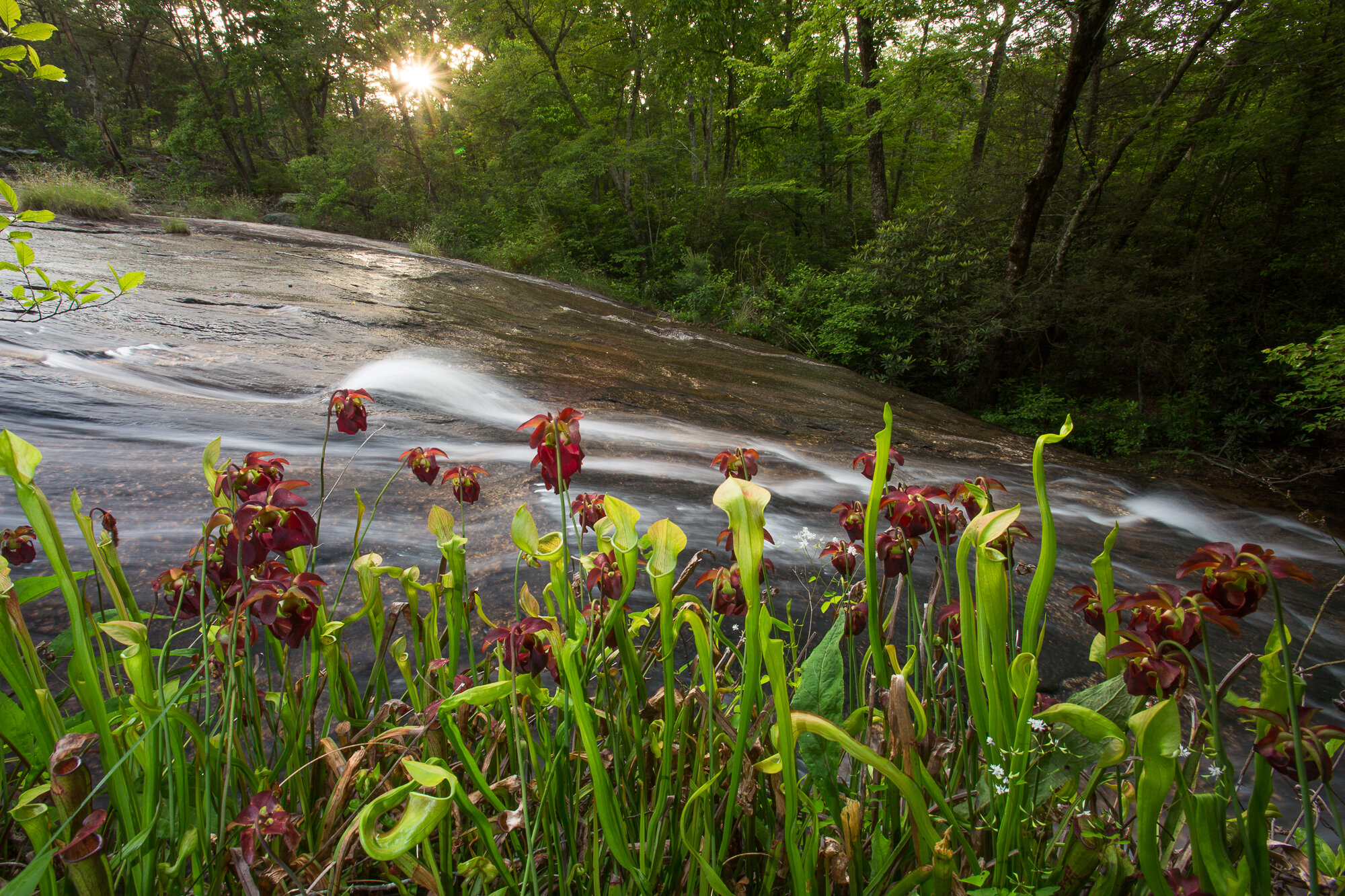 PERSIMMON RIDGE HEADWATERS - 2013, 2017