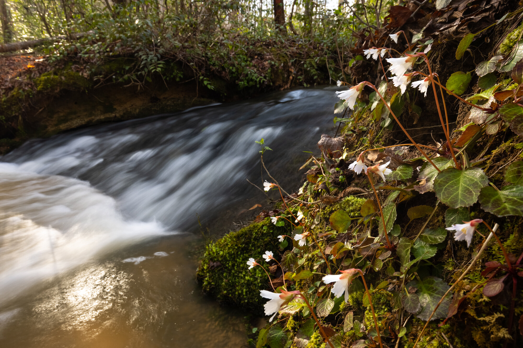 CHAPMAN BRIDGE OCONEE BELL PRESERVE - 2020