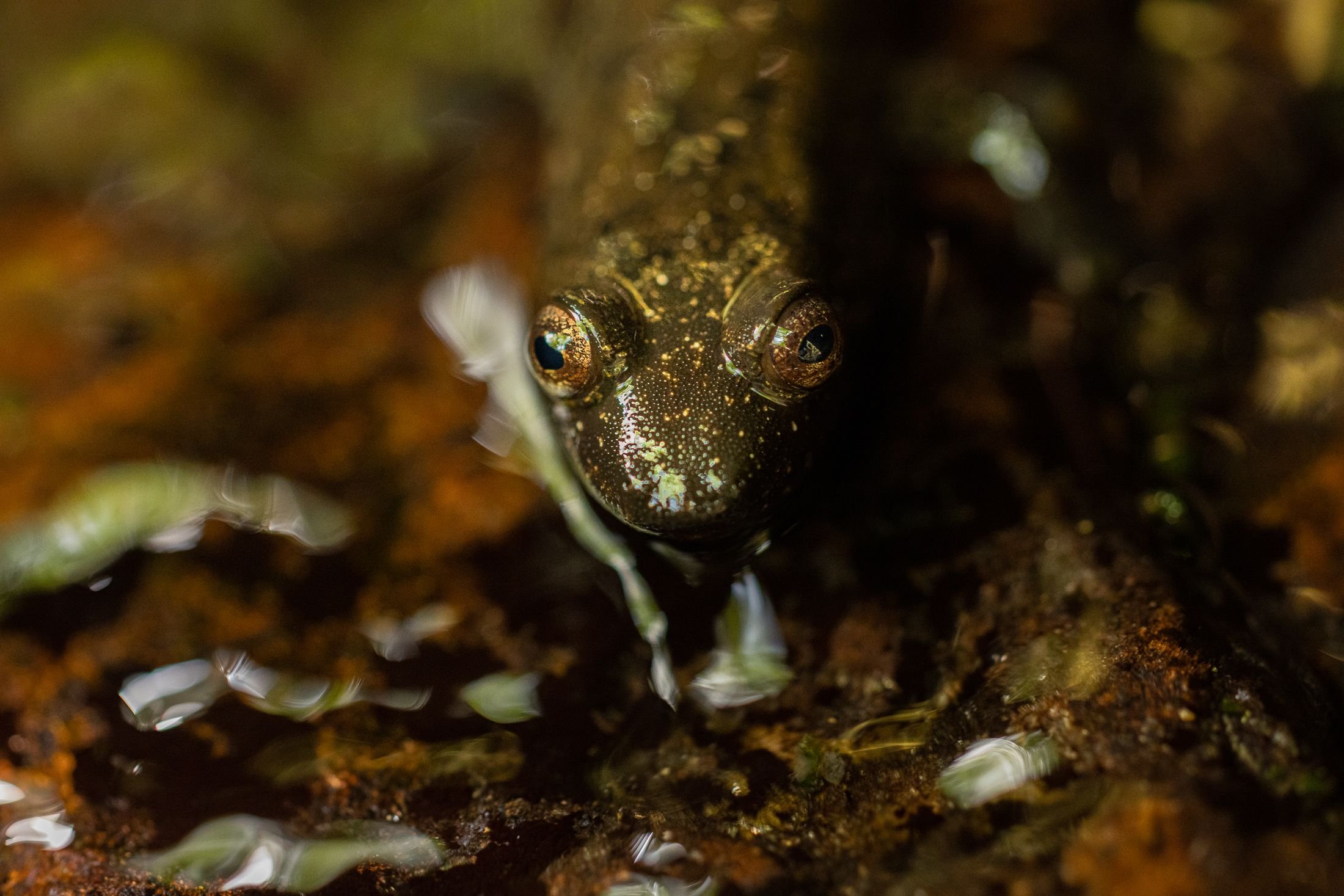 Green Salamander: June 2017