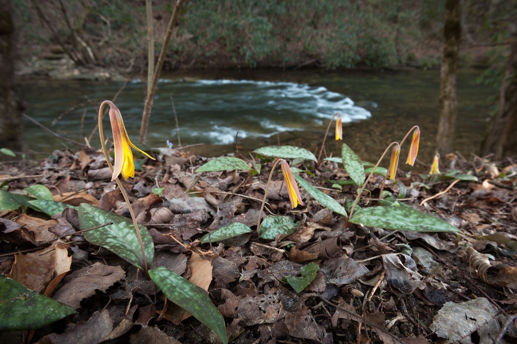 Trout Lilies: March 2013
