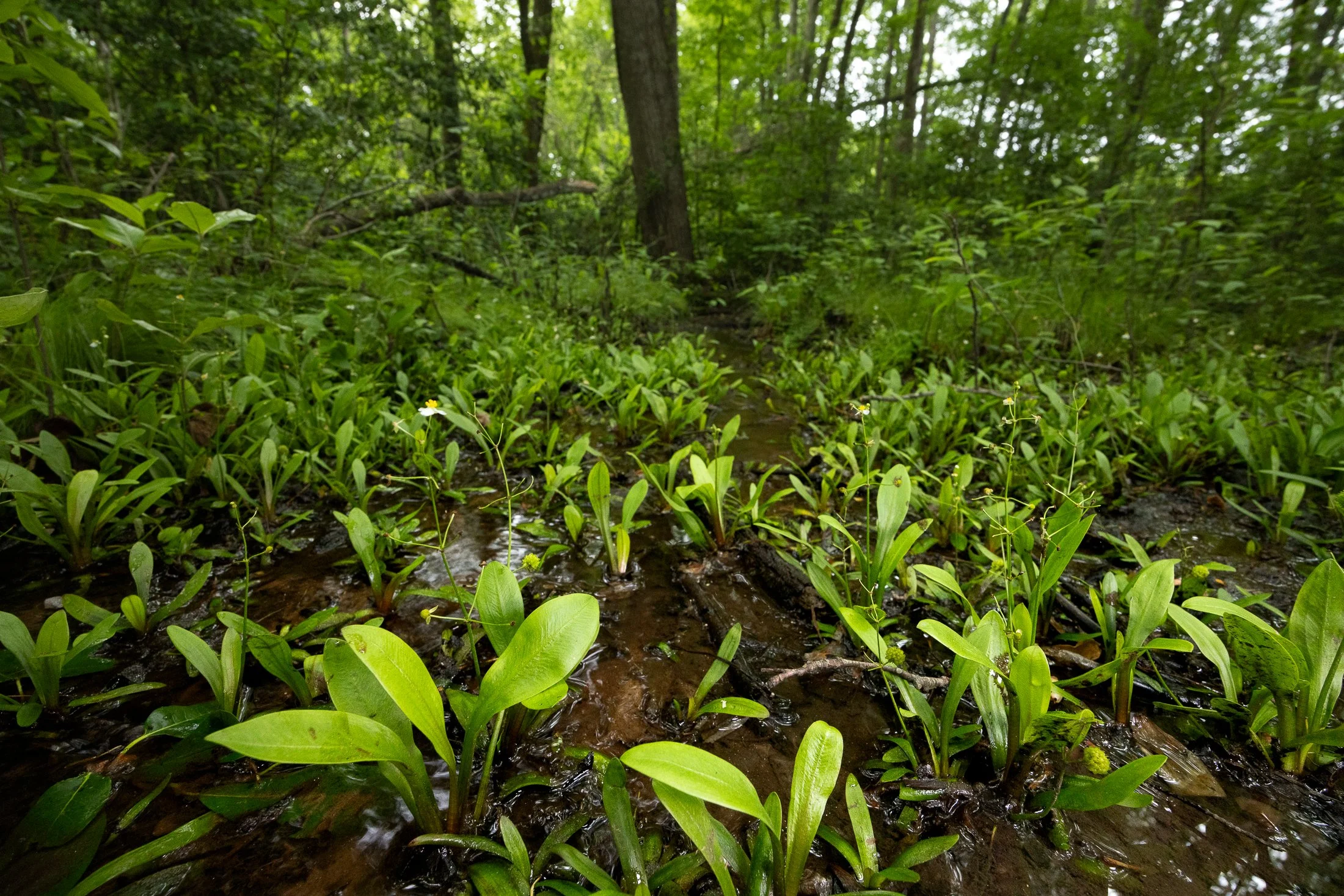 TRAVELERS REST BUNCHED ARROWHEAD PRESERVE