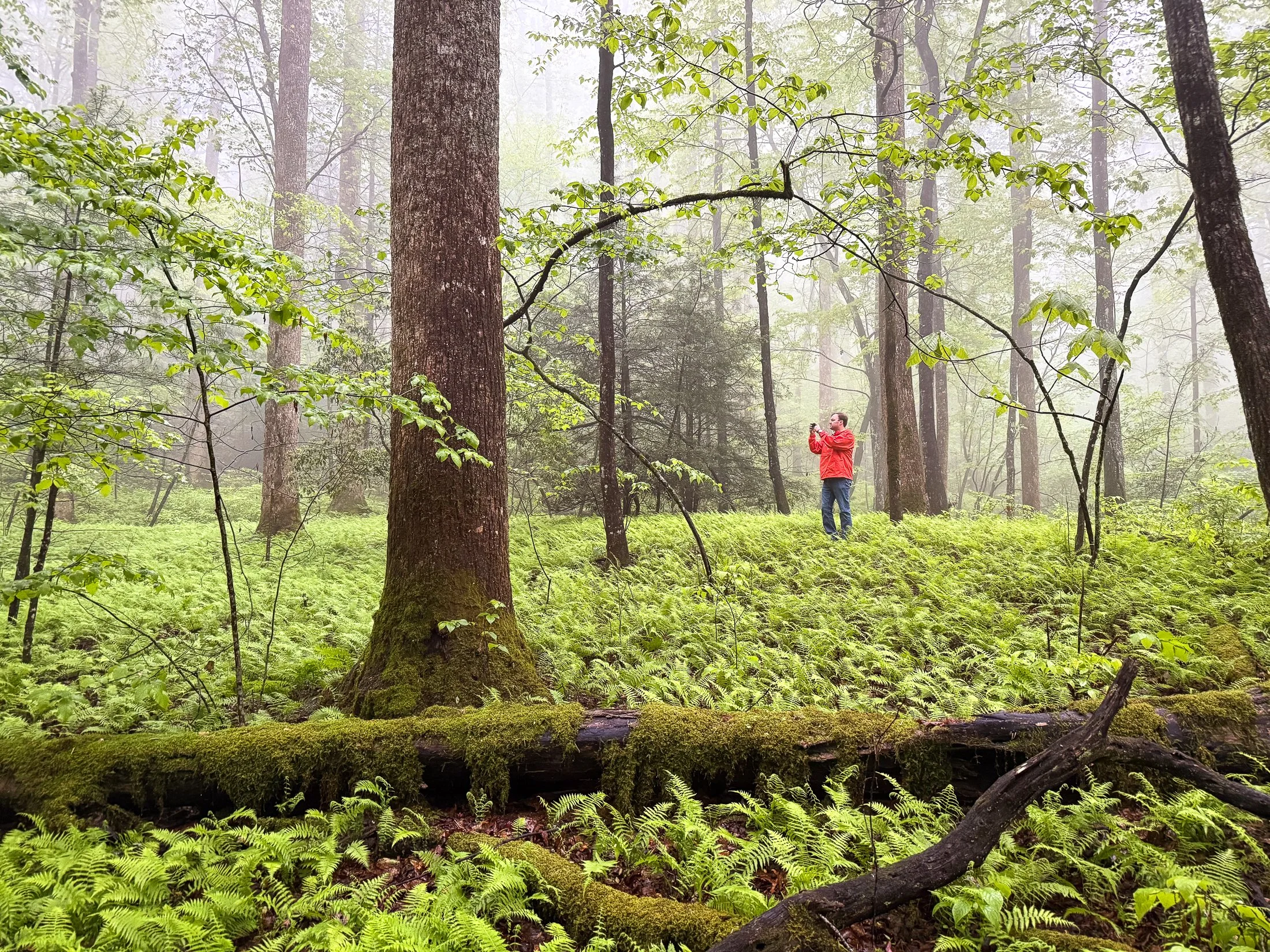 CAESARS HEADWATERS