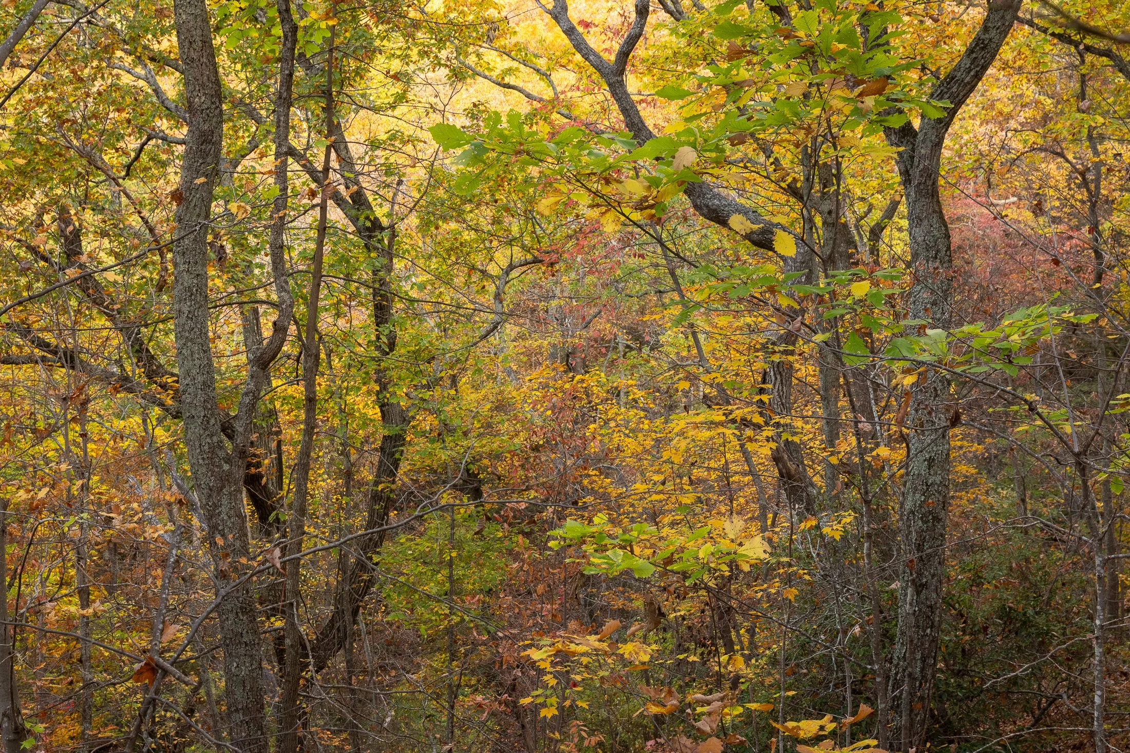 MacStone_221104_1615.JPG