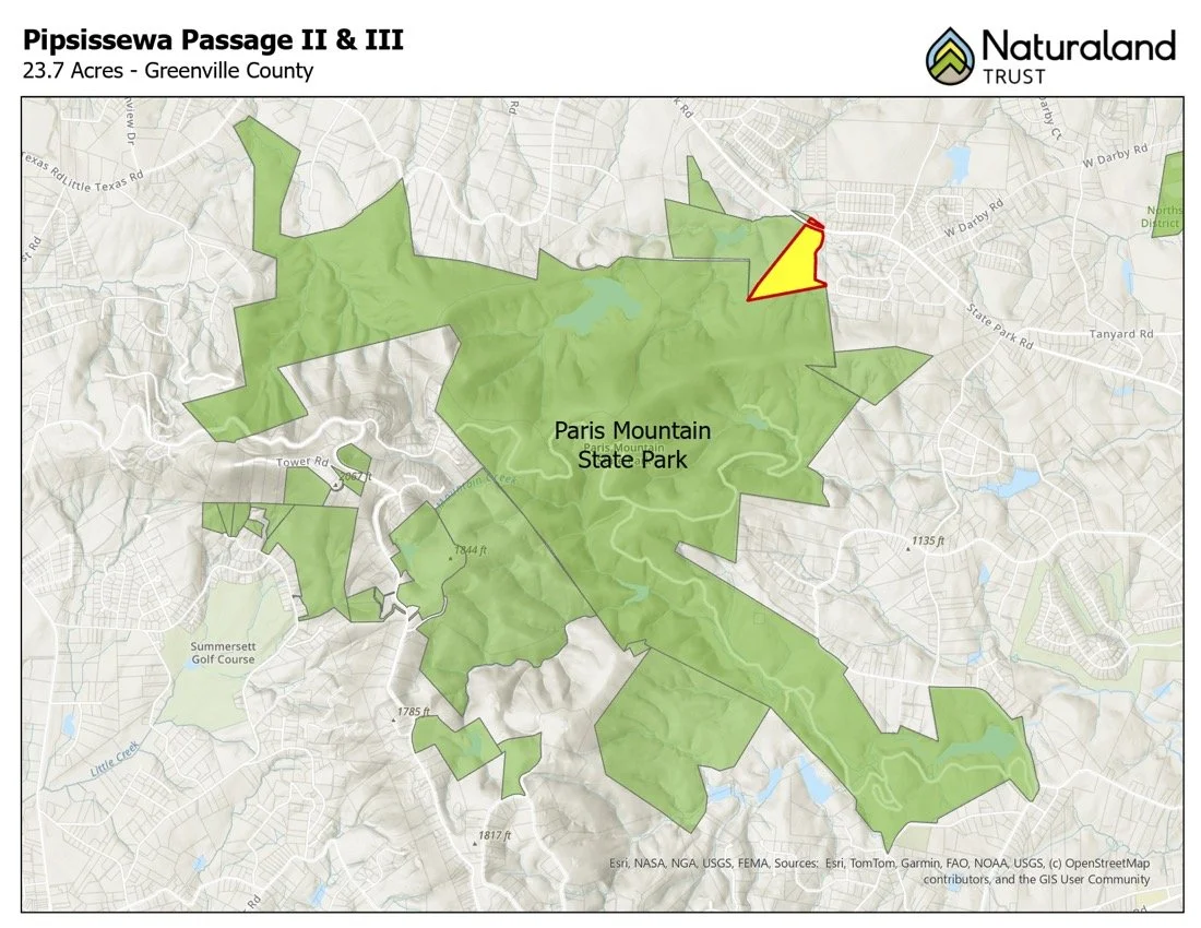 Pipsissewa II & III.jpg