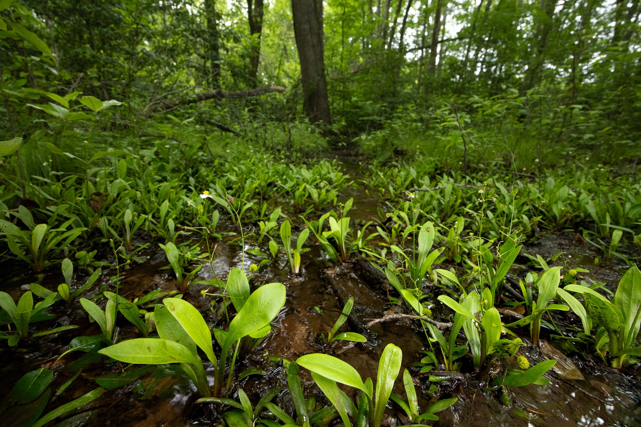 TRAVELERS REST BUNCHED ARROWHEAD PRESERVE - 2025