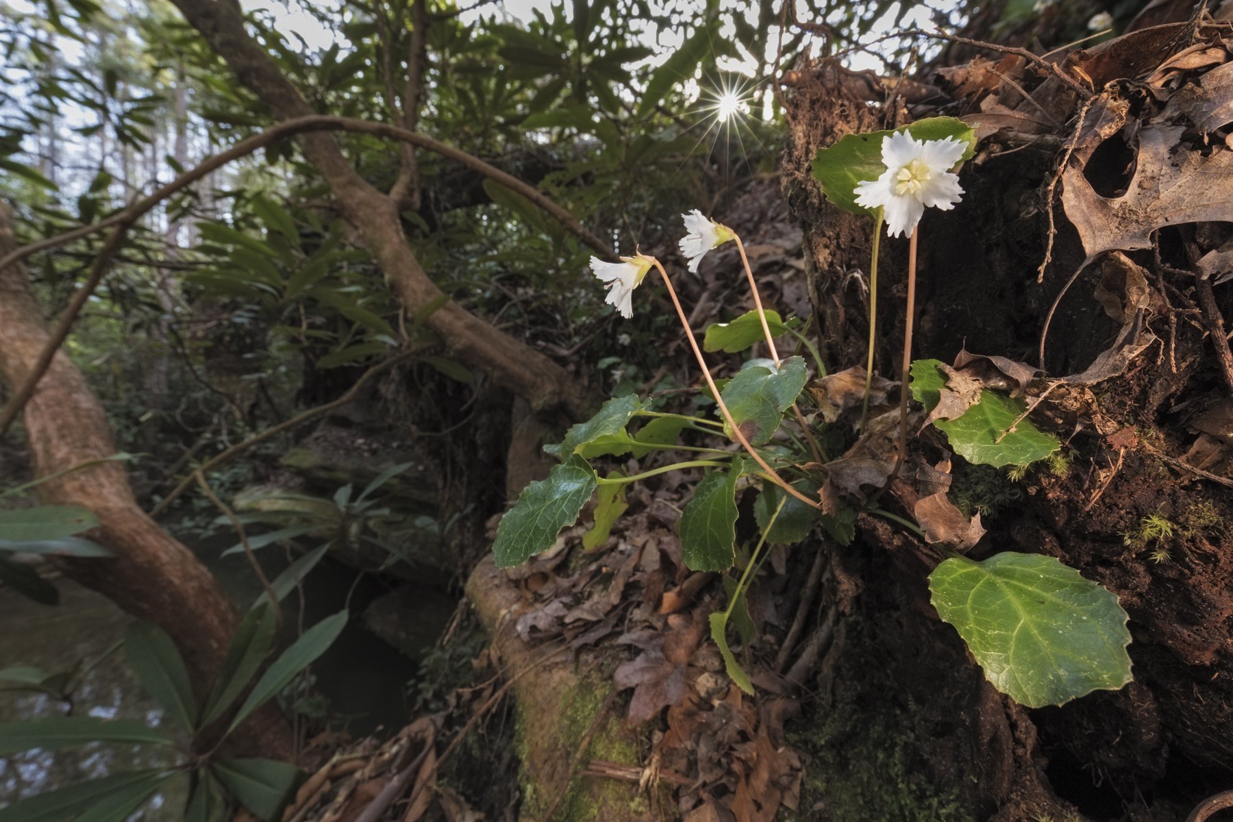 BOONES CREEK EXPANSION