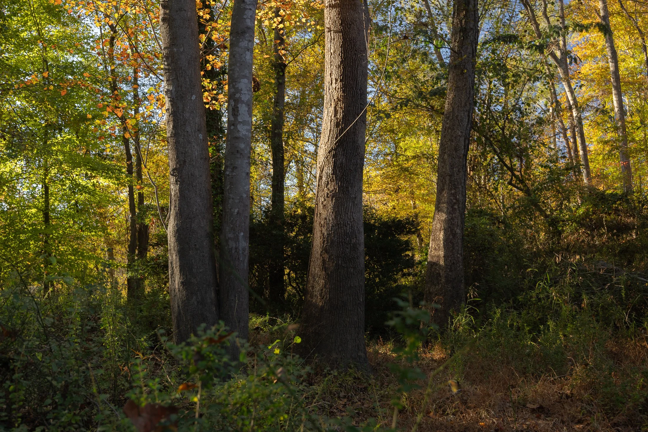 MacStone_251104_0611.JPG