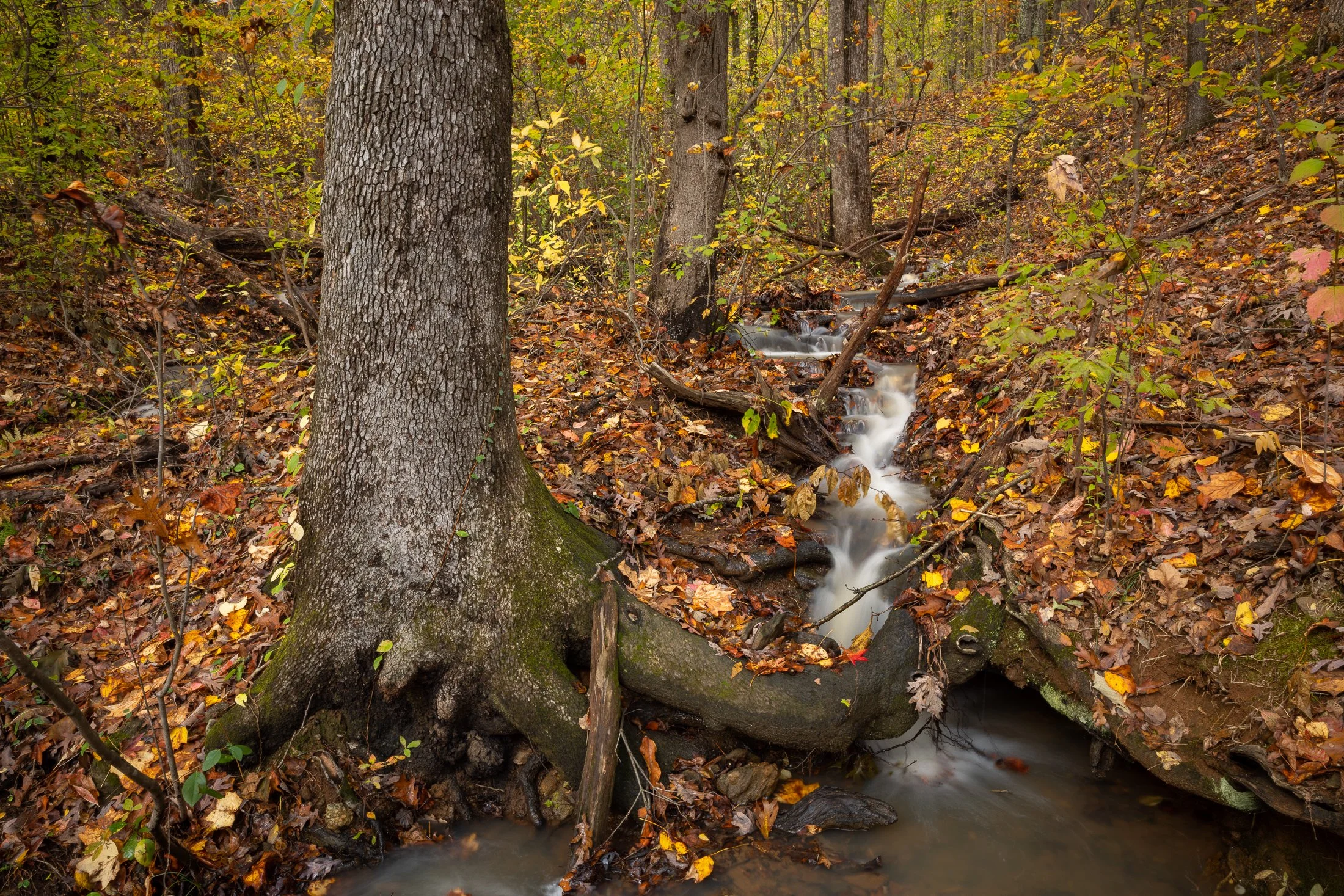 MacStone_201112_1065.JPG