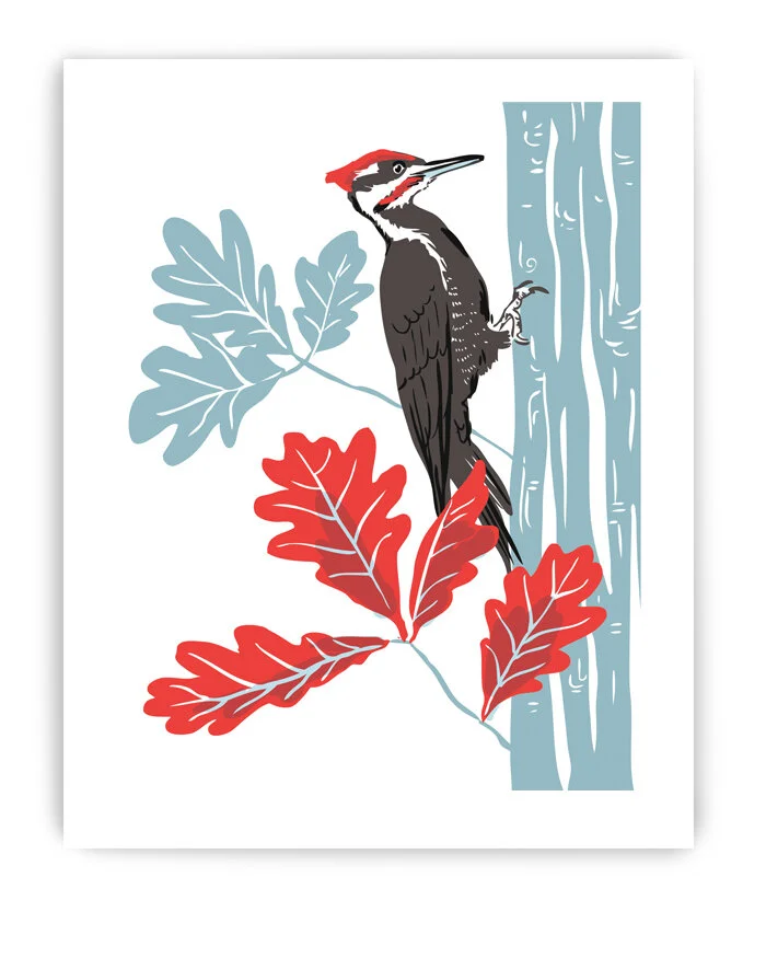 Pileated Woodpecker And White Oak 8 X 10 Art Print Reproduction Rigel Stuhmiller