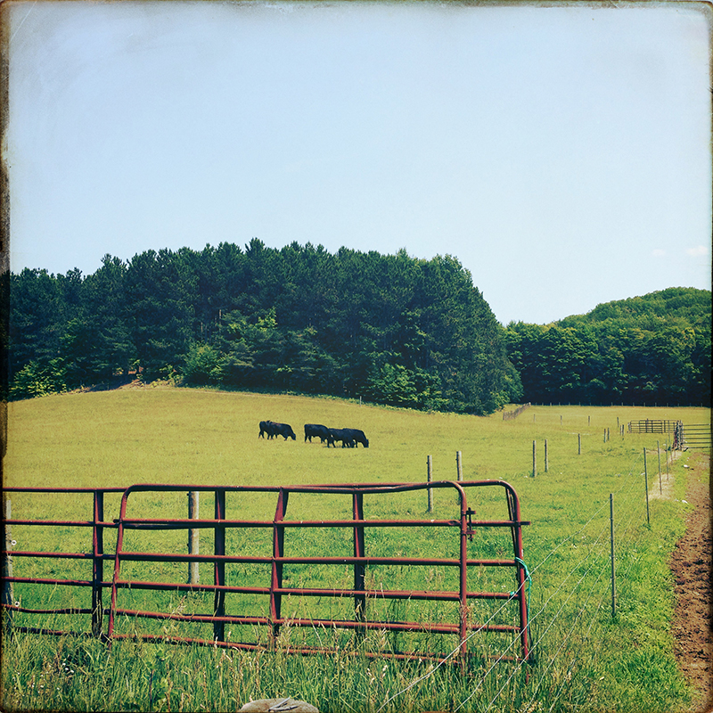 Pond Hill Farm - Harbor Springs, MI