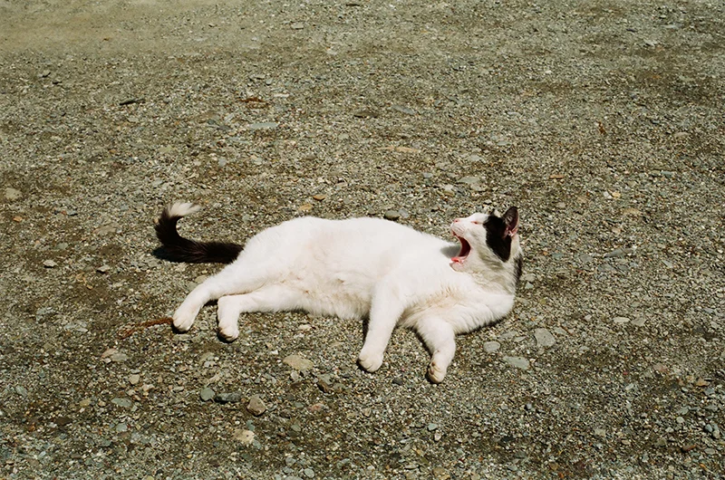 Upstate NY - 35mm film in Olympus OM-G (OM-20)