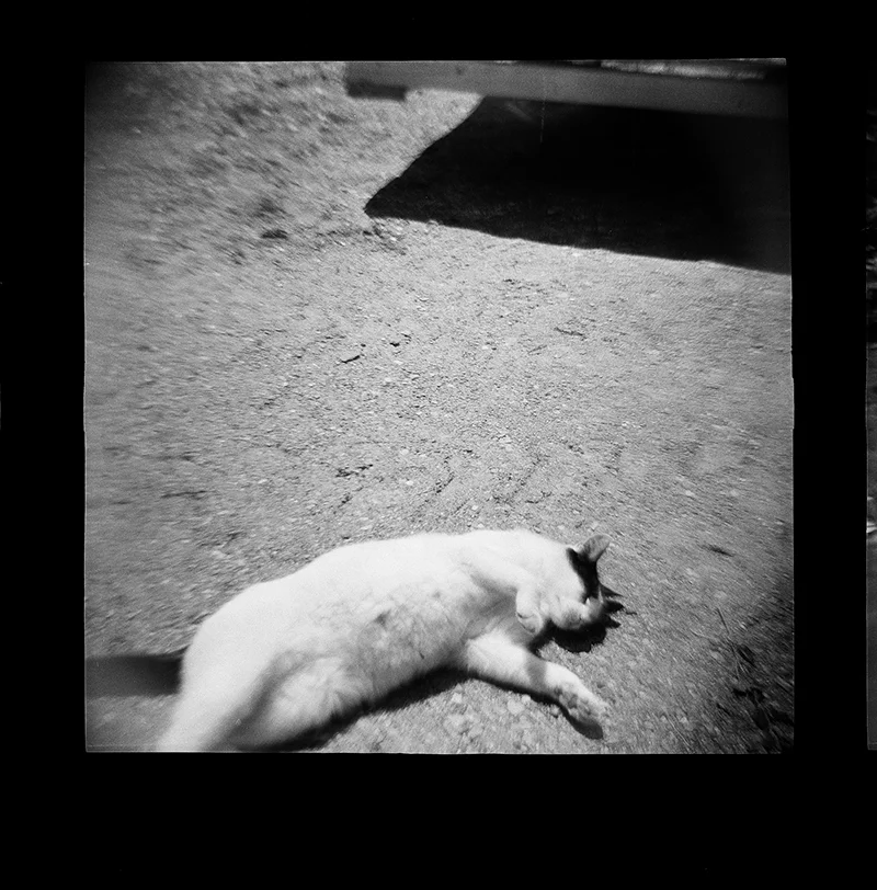 Upstate NY - 120 film in Diana F+