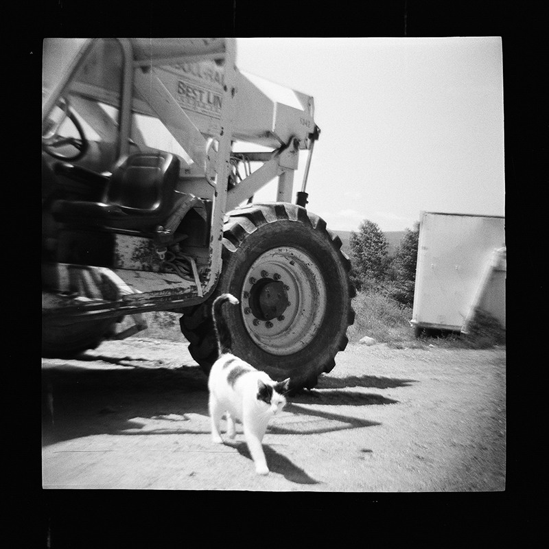 Upstate NY - 120 film in Diana f+