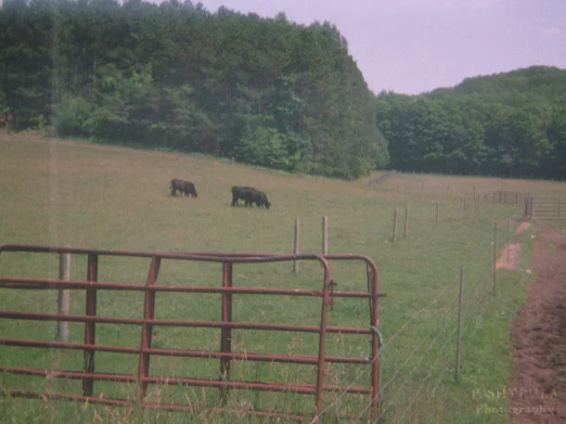 Pond Hill Farm - July 2014
