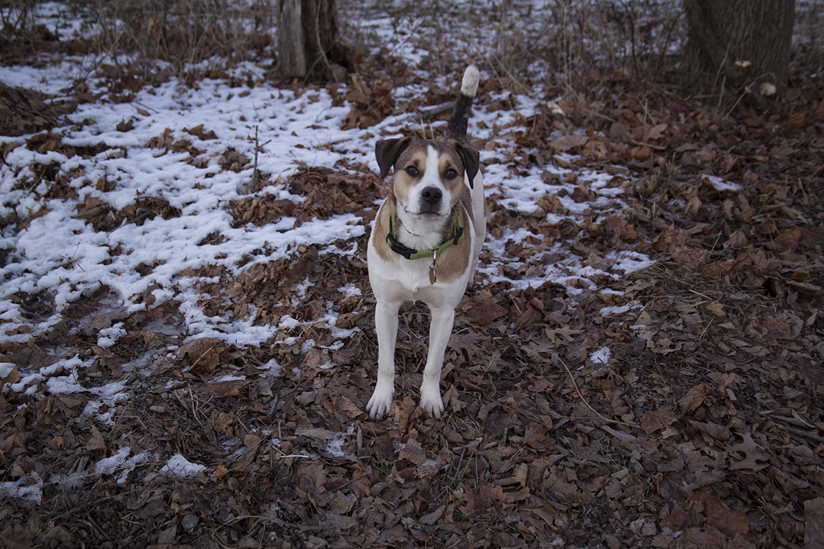 This little guy ran up to me as I shouted a stream of expletives while on the phone with my dad. Some monster...