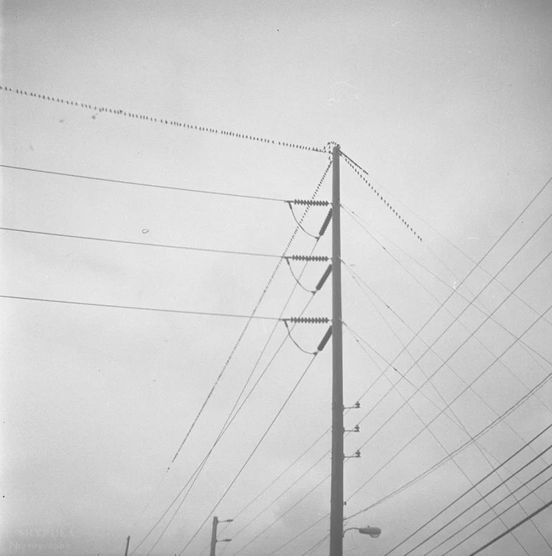 Birds on a Wire