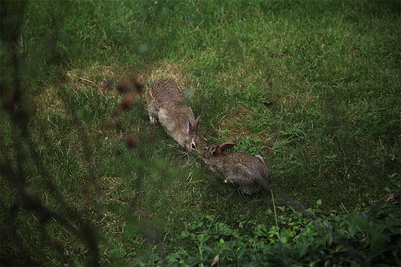 July - Two Rabbits kissing outside my window after they played a fierce game of hide and seek
