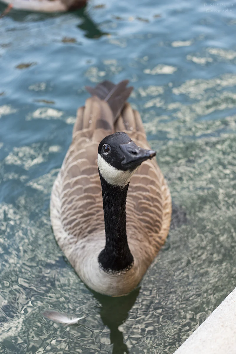 September - I paused in the middle of a photoshoot to snap this friendly goose on the canal.