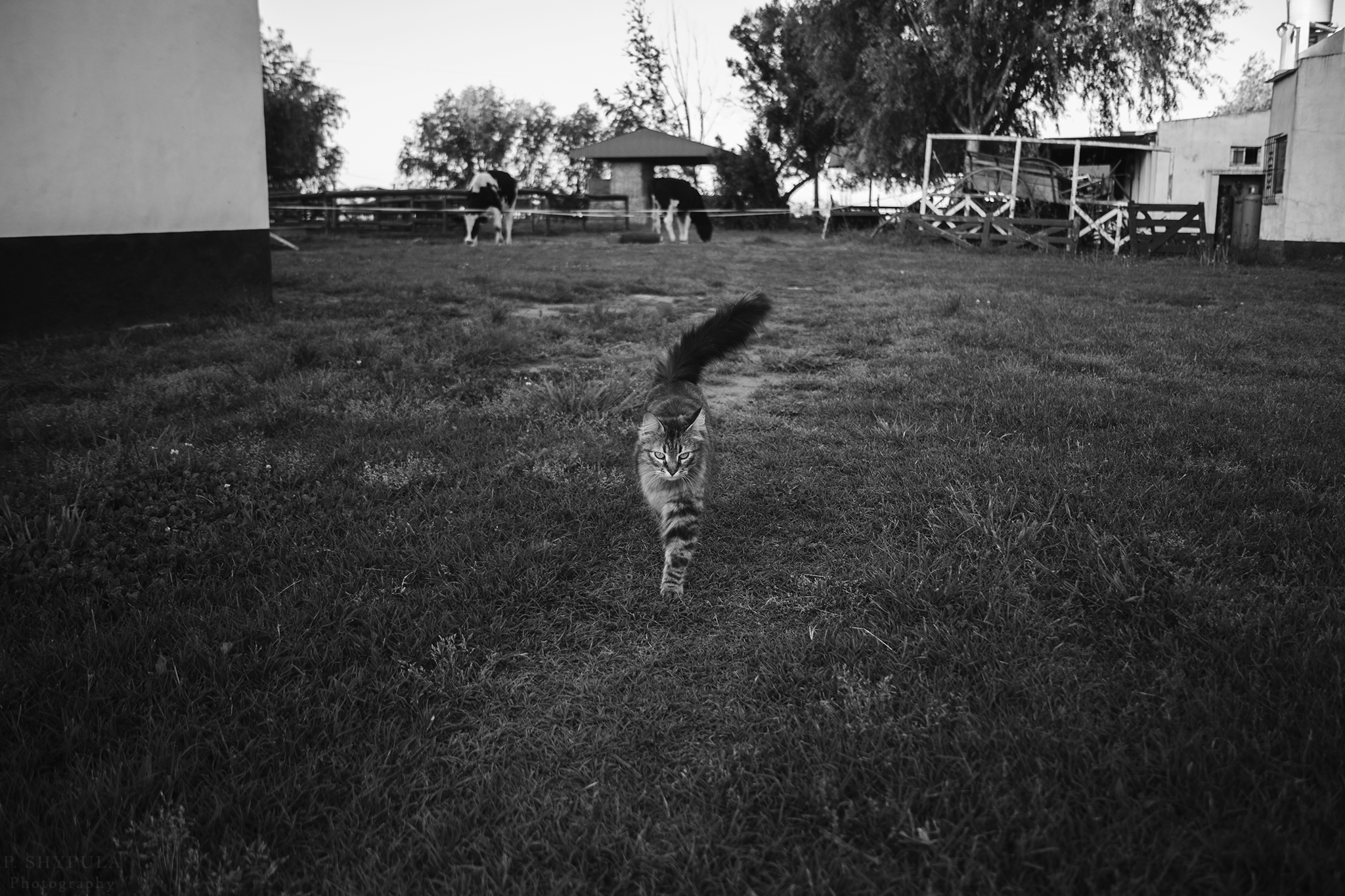 1904_BW_SMALL.jpg