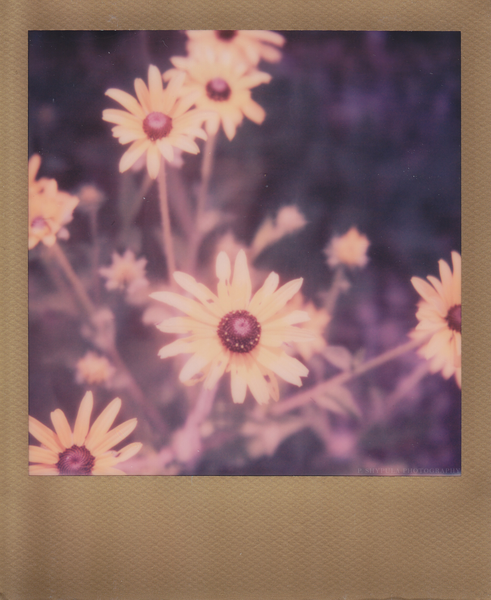 IMG_0005_SMALL_2.png