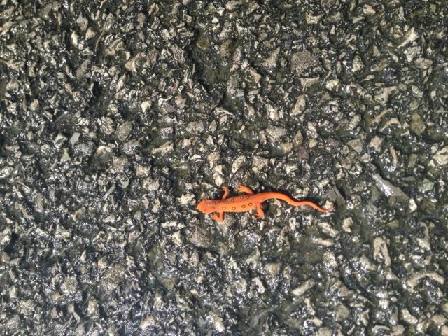 The rain brought these guys out on the road.