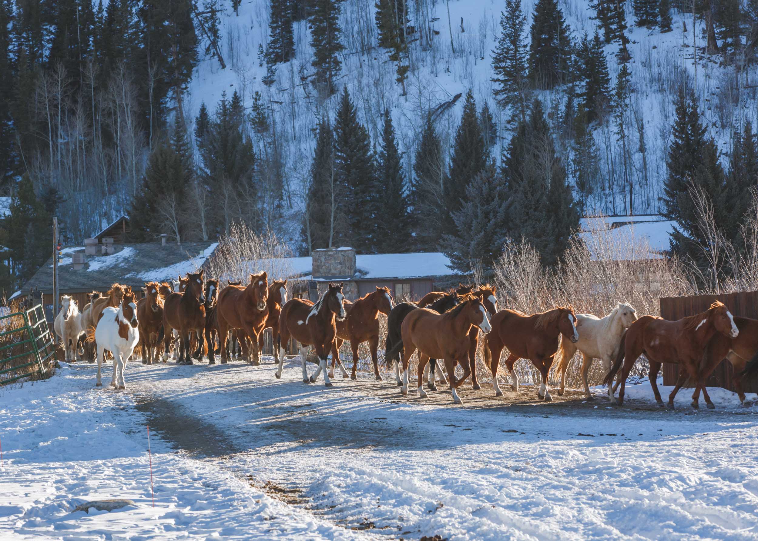 Shelby Knick_C Lazy U Ranch_-17.jpg