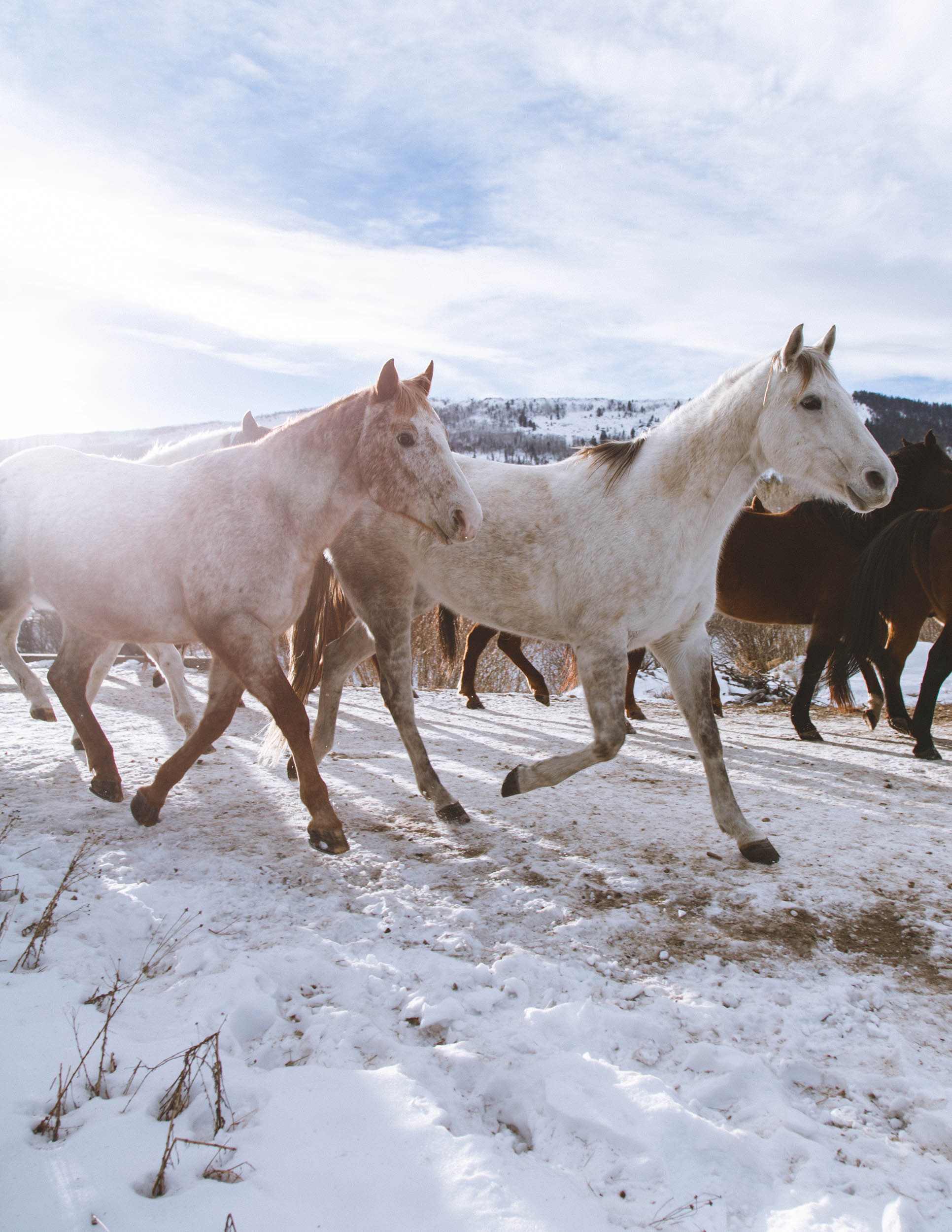 Shelby Knick_C Lazy U Ranch_-24.jpg