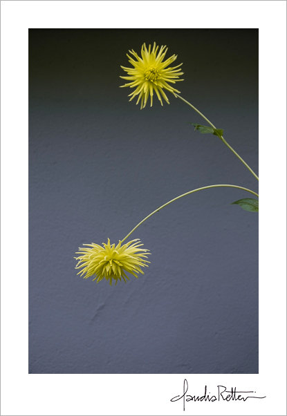 A few scenes from Elke's garden...